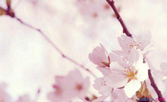 樱桃的英文发音是什么