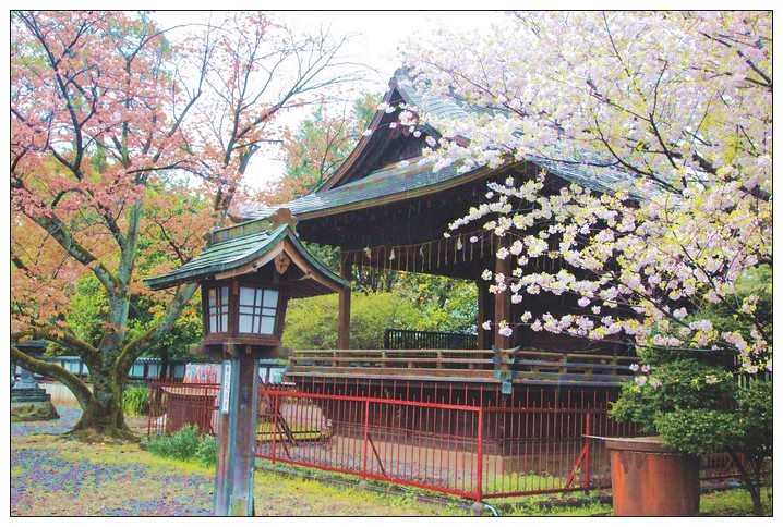 日本赏樱七日游行程路线