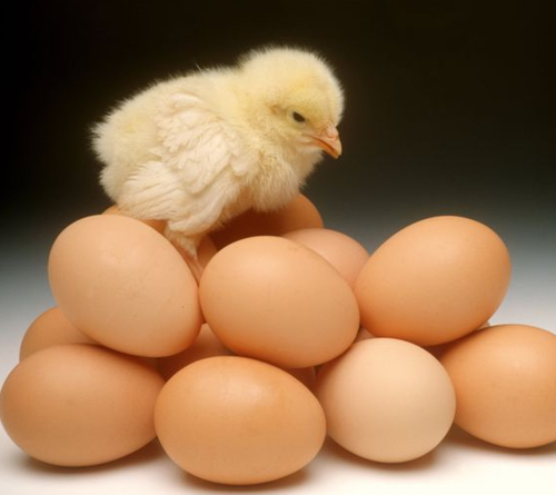 新鲜鸡蛋如何保存