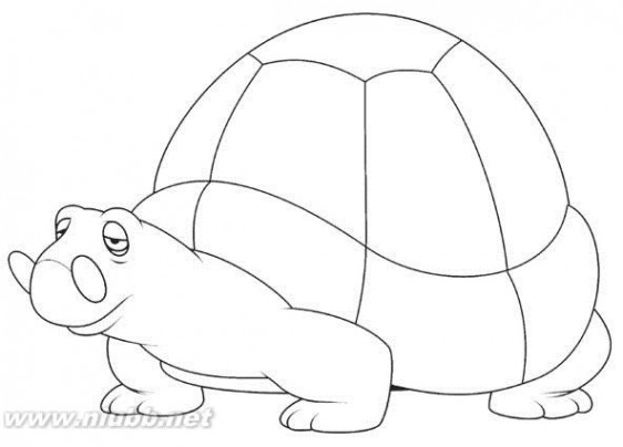 乌龟壳的画法正面图片